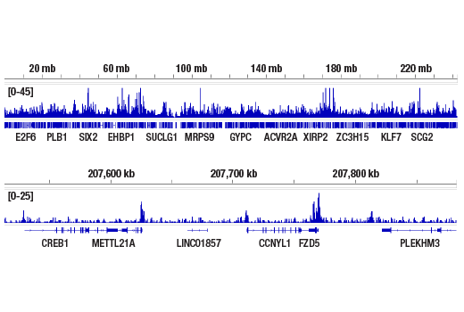 undefined Image 41: Polycomb Group 2 (PRC2) Antibody Sampler Kit
