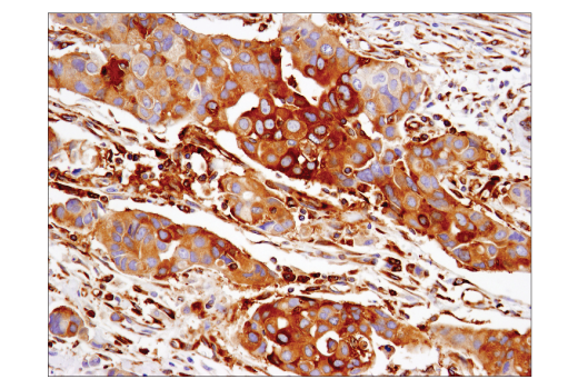 Immunohistochemistry Image 1: IFIT1 (D2X9Z) Rabbit Monoclonal Antibody (BSA and Azide Free)