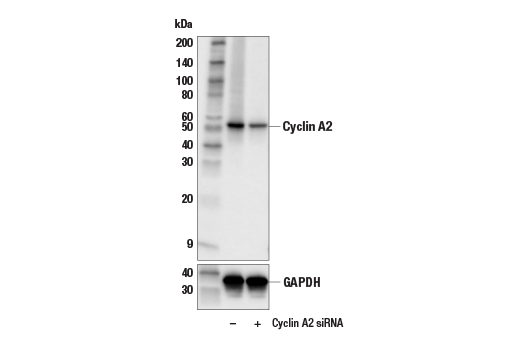 Western Blotting Image 2: Cyclin A2 (E6D1J) Rabbit Monoclonal Antibody