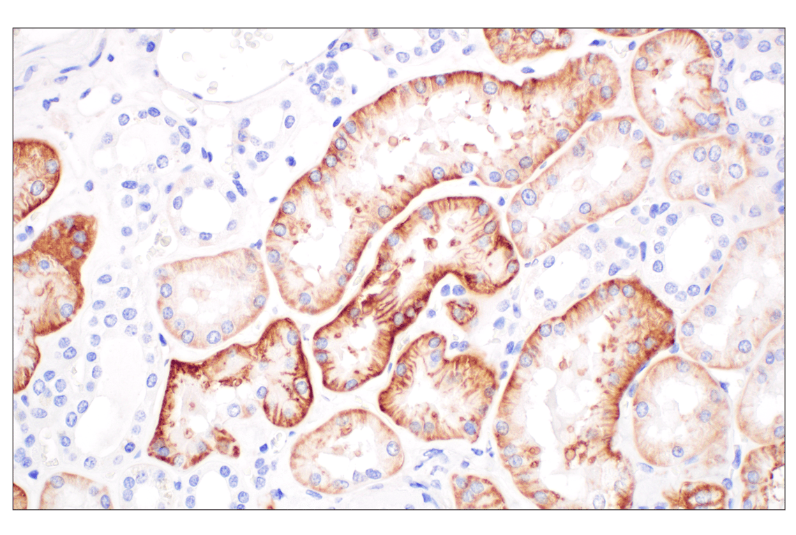 Immunohistochemistry Image 7: MCT1/SLC16A1 (E7A2K) Rabbit Monoclonal Antibody (BSA and Azide Free)