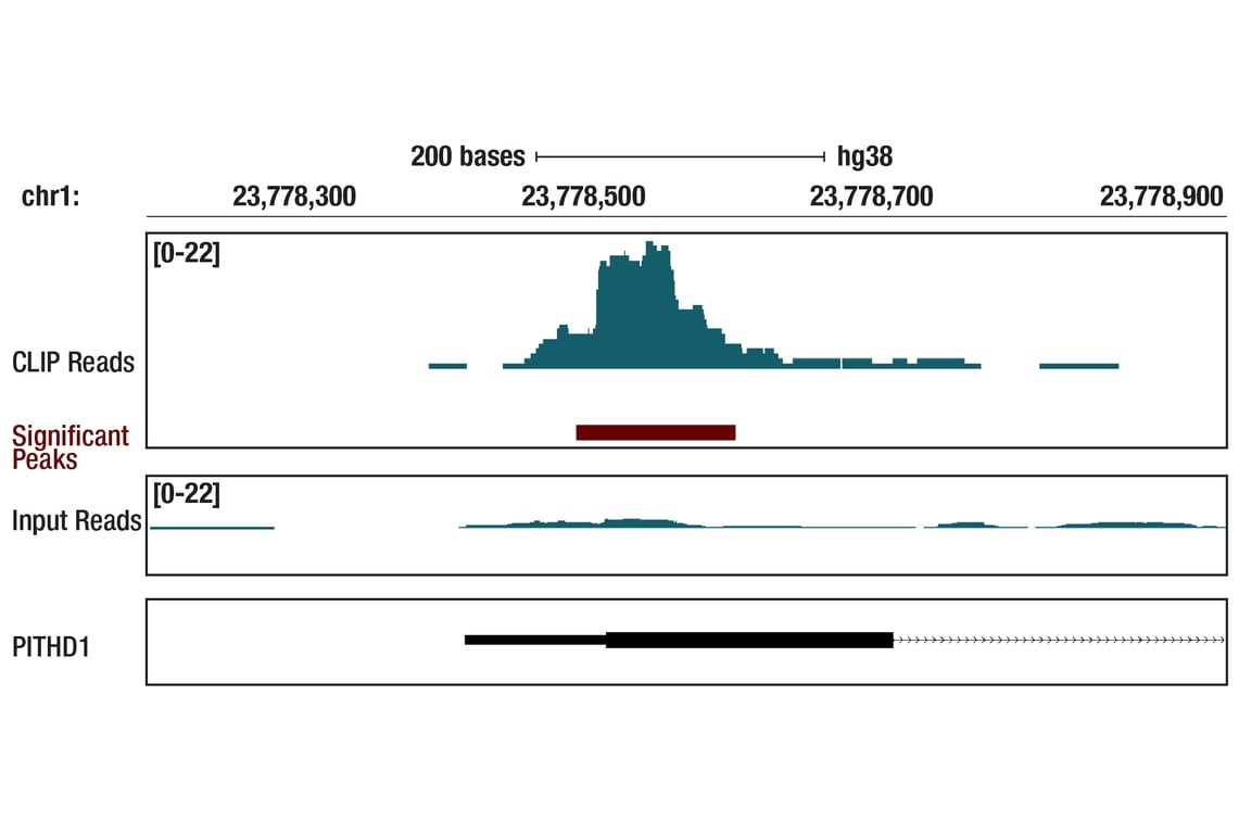 eCLIP Image 1: Nucleolin (D4C7O) Rabbit Monoclonal Antibody