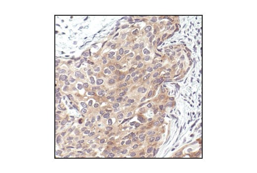 Immunohistochemistry Image 2: Phospho-eIF2 alpha (Ser51) (119A11) Rabbit Monoclonal Antibody