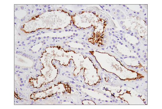 Immunohistochemistry Image 4: CD133 (D2V8Q) Rabbit Monoclonal Antibody (BSA and Azide Free)