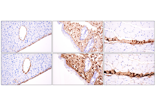 Immunohistochemistry Image 3: Hydroxyproline Antibody