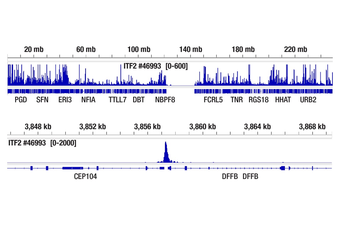CUT & Tag Image 2: TCF4/ITF2 (E3X2Y) Rabbit Monoclonal Antibody (ChIP Formulated)