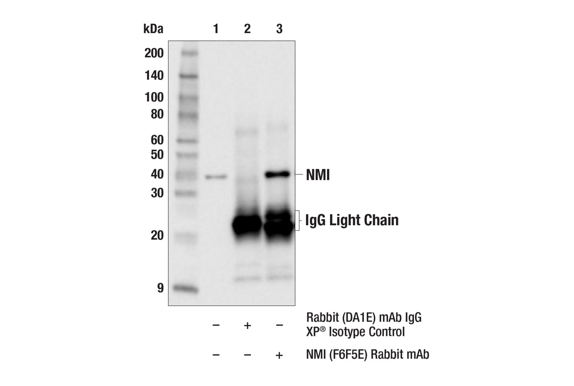 Immunoprecipitation Image 1: NMI (F6F5E) Rabbit Monoclonal Antibody