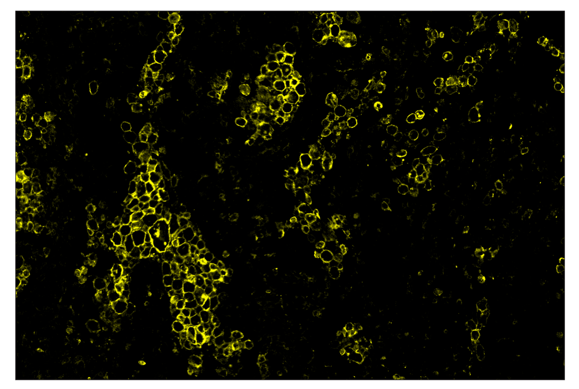 Immunohistochemistry Image 3: CD86 (E2G8P) & CO-0038-488 SignalStar<sup>™</sup> Oligo-Antibody Pair