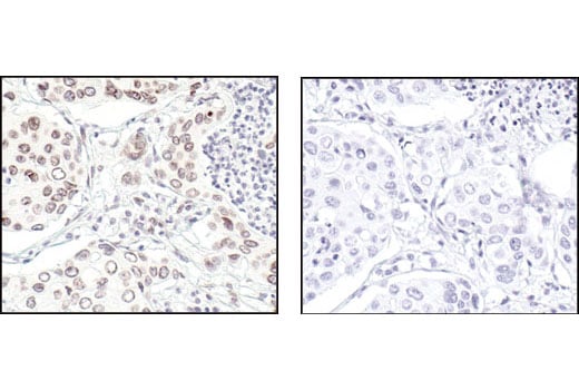 Immunohistochemistry Image 2: Lamin A/C Antibody