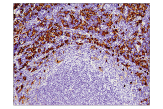 Immunohistochemistry Image 1: F4/80 (D2S9R) Rabbit Monoclonal Antibody (BSA and Azide Free)