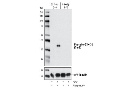 undefined Image 26: Insulin/IGF-1 Signaling Pathway Antibody Sampler Kit