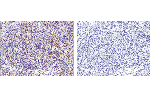Immunohistochemistry Image 2: TFEB (D2O7D) Rabbit Monoclonal Antibody (BSA and Azide Free)