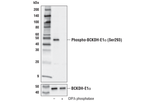 Western Blotting Image 2: Phospho-BCKDH-E1 alpha (Ser293) (E2V6B) Rabbit Monoclonal Antibody