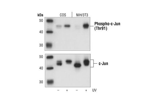 Western Blotting Image 2: Phospho-c-Jun (Thr91) Antibody