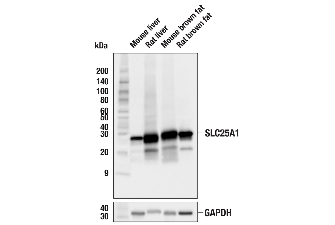 Western Blotting Image 3: SLC25A1 (E7B2B) Rabbit Monoclonal Antibody