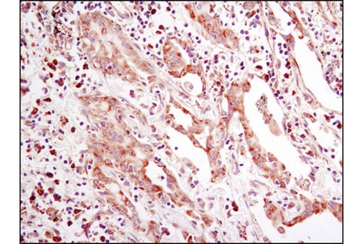 Immunohistochemistry Image 1: eIF2 alpha (D7D3) Rabbit Monoclonal Antibody (BSA and Azide Free)