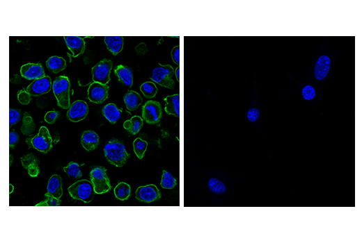Immunofluorescence Image 1: PD-1 (Intracellular Domain) (D7D5W) Rabbit Monoclonal Antibody (Alexa Fluor<sup>®</sup> 488 Conjugate)