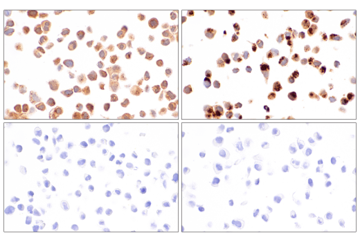 Immunohistochemistry Image 5: LC3B (E5Q2K) Mouse Monoclonal Antibody (BSA and Azide Free)