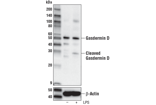 Western Blotting Image 2: Gasdermin D Antibody