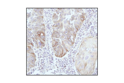 Immunohistochemistry Image 2: beta-Tubulin (9F3) Rabbit Monoclonal Antibody (BSA and Azide Free)