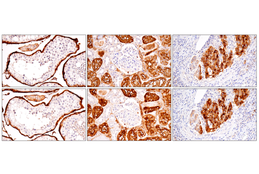 Immunohistochemistry Image 8: DPEP-1/MDP (E4O6J) Rabbit Monoclonal Antibody (BSA and Azide Free)