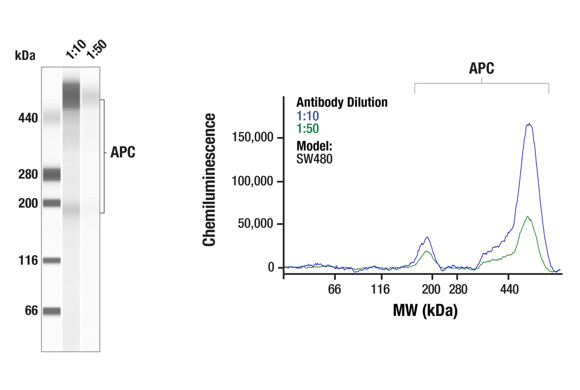 Western Blotting Image 1: APC Antibody