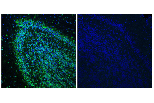 Immunofluorescence Image 1: Cas9 (<i>S. pyogenes</i>) (7A9-3A3) Mouse Monoclonal Antibody (BSA and Azide Free)