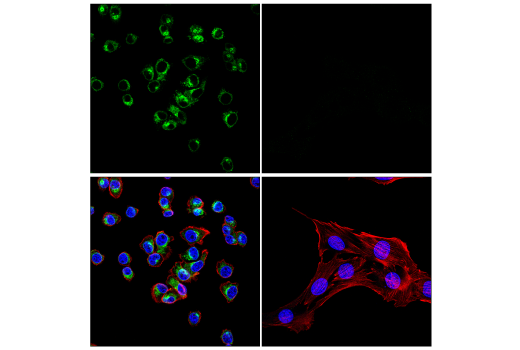 Immunofluorescence Image 1: ApoE (E7X2A) Rabbit Monoclonal Antibody