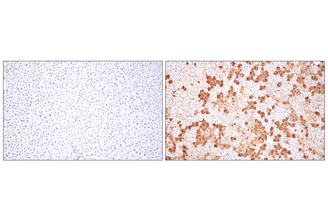 Immunohistochemistry Image 2: GFP (D5.1) Rabbit Monoclonal Antibody