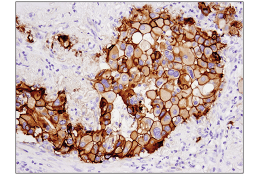 Immunohistochemistry Image 2: Tissue Factor/CD142 (E9M6T) Rabbit Monoclonal Antibody (BSA and Azide Free)