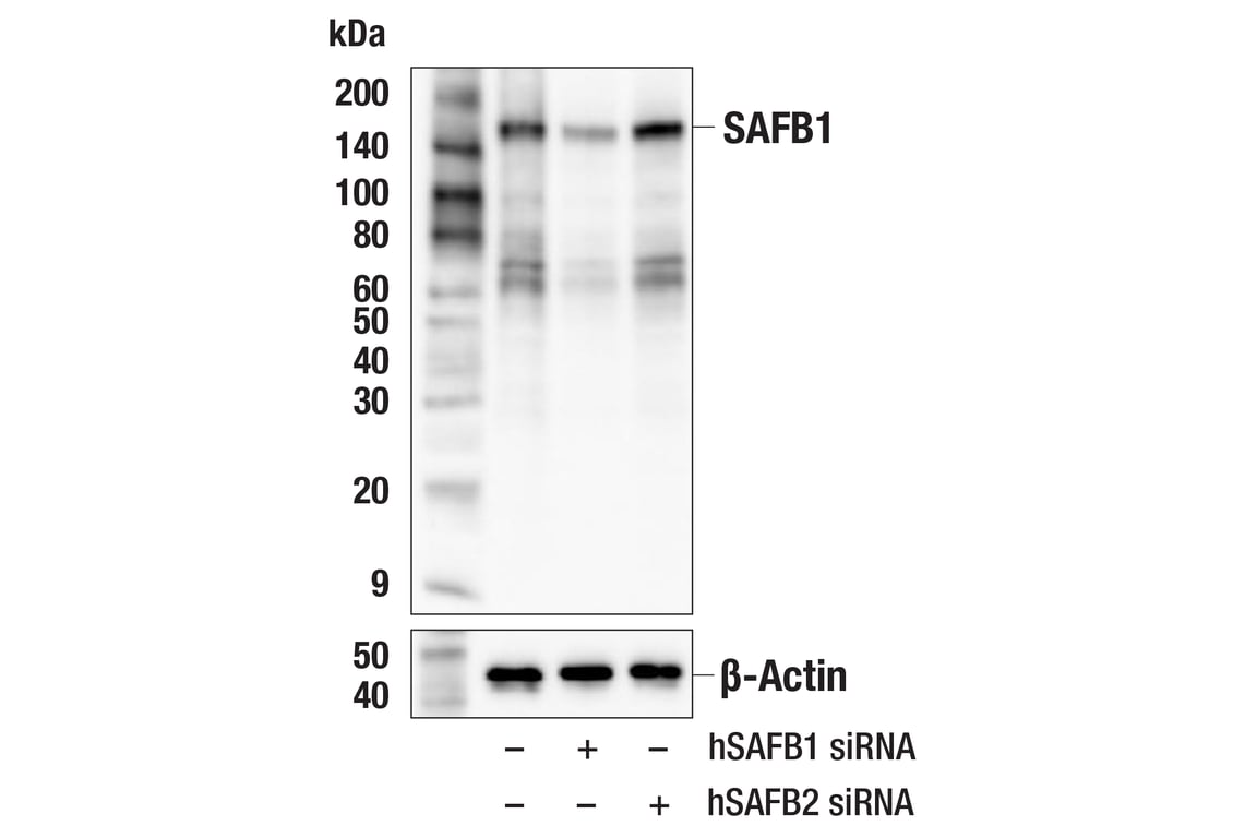 Western Blotting Image 2: SAFB1 (F5Z6A) Rabbit Monoclonal Antibody