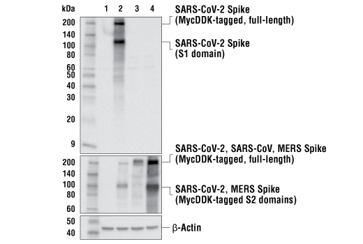 Western Blotting Image 2: SARS-CoV-2 Spike Protein (S1-NTD) (E7M5X) Mouse Monoclonal Antibody