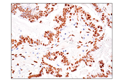 Immunohistochemistry Image 5: TEAD1 (D9X2L) Rabbit Monoclonal Antibody (BSA and Azide Free)