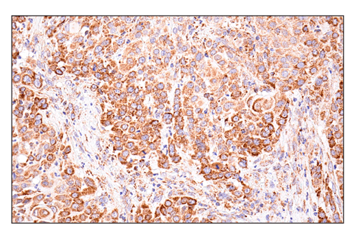 Immunohistochemistry Image 3: SHMT2 (E7F4Q) Rabbit Monoclonal Antibody