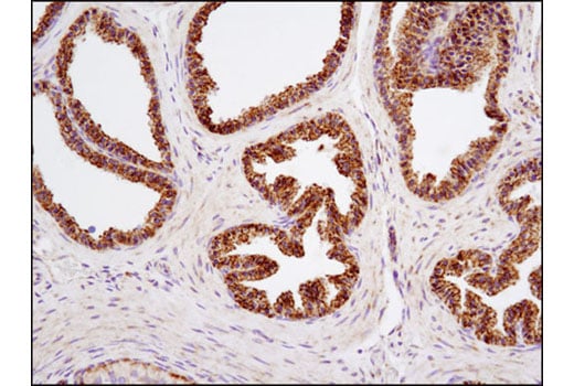 Immunohistochemistry Image 2: C1QBP (D7H12) Rabbit Monoclonal Antibody