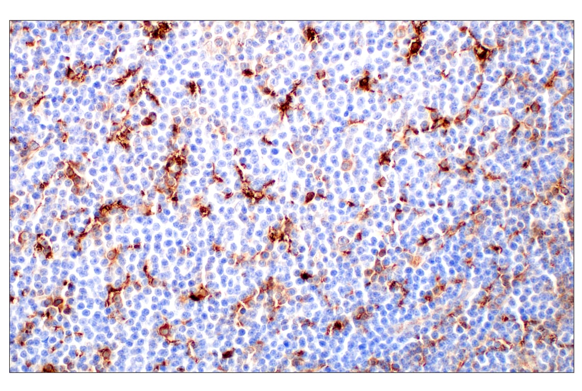 Immunohistochemistry Image 2: Cathepsin L (E3R3P) Rabbit Monoclonal Antibody