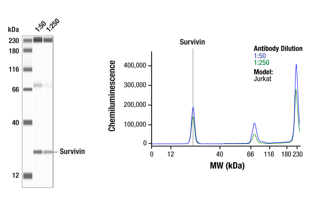undefined Image 46: Microglia Proliferation Module Antibody Sampler Kit