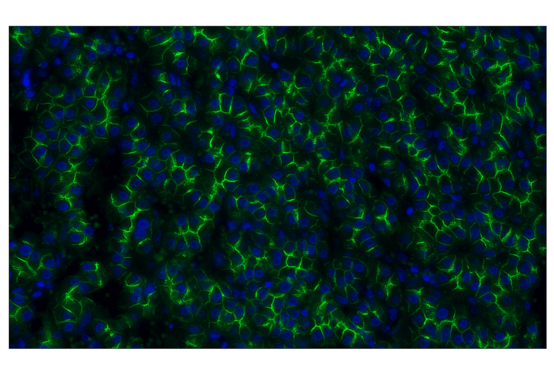 Immunohistochemistry Image 2: N-Cadherin (D4R1H) Rabbit Monoclonal Antibody (Alexa Fluor<sup>®</sup> 488 Conjugate)