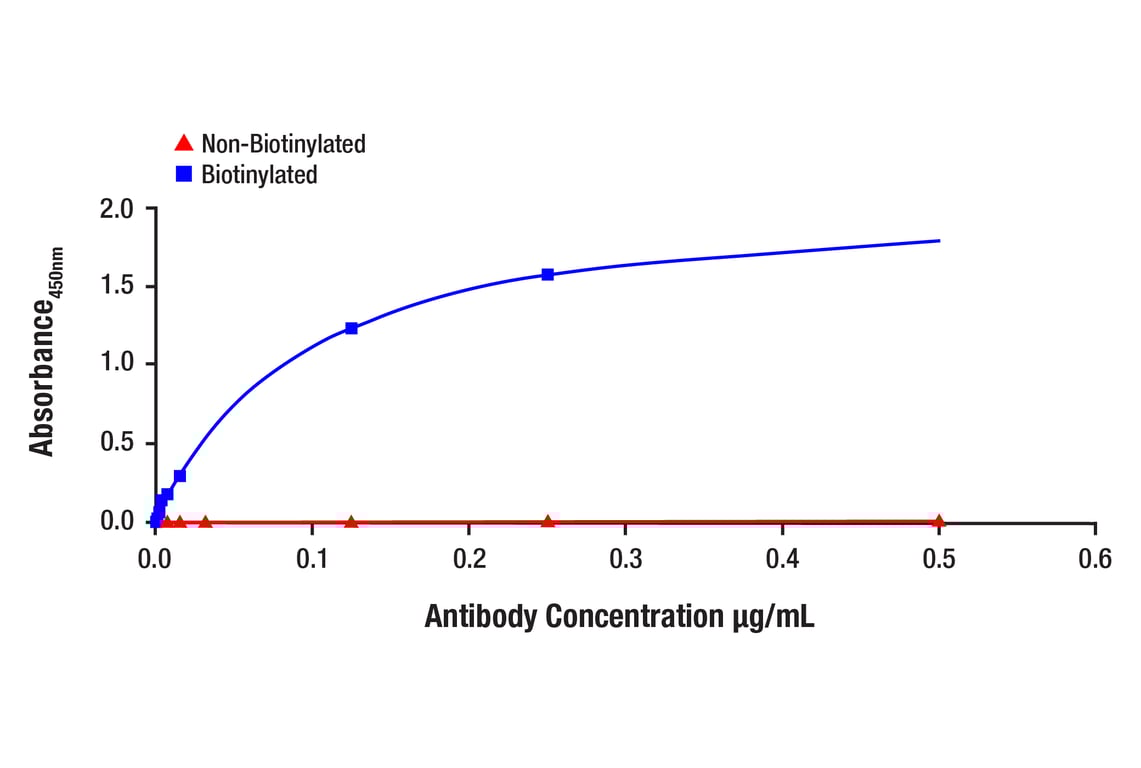 E Image 1: p38 MAPK (D13E1) Rabbit Monoclonal Antibody (Biotinylated)