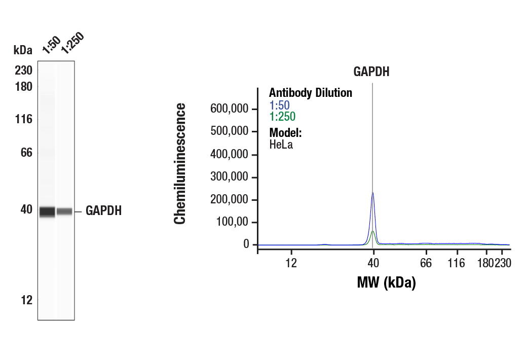 Western Blotting Image 1: GAPDH (D4C6R) Mouse Monoclonal Antibody