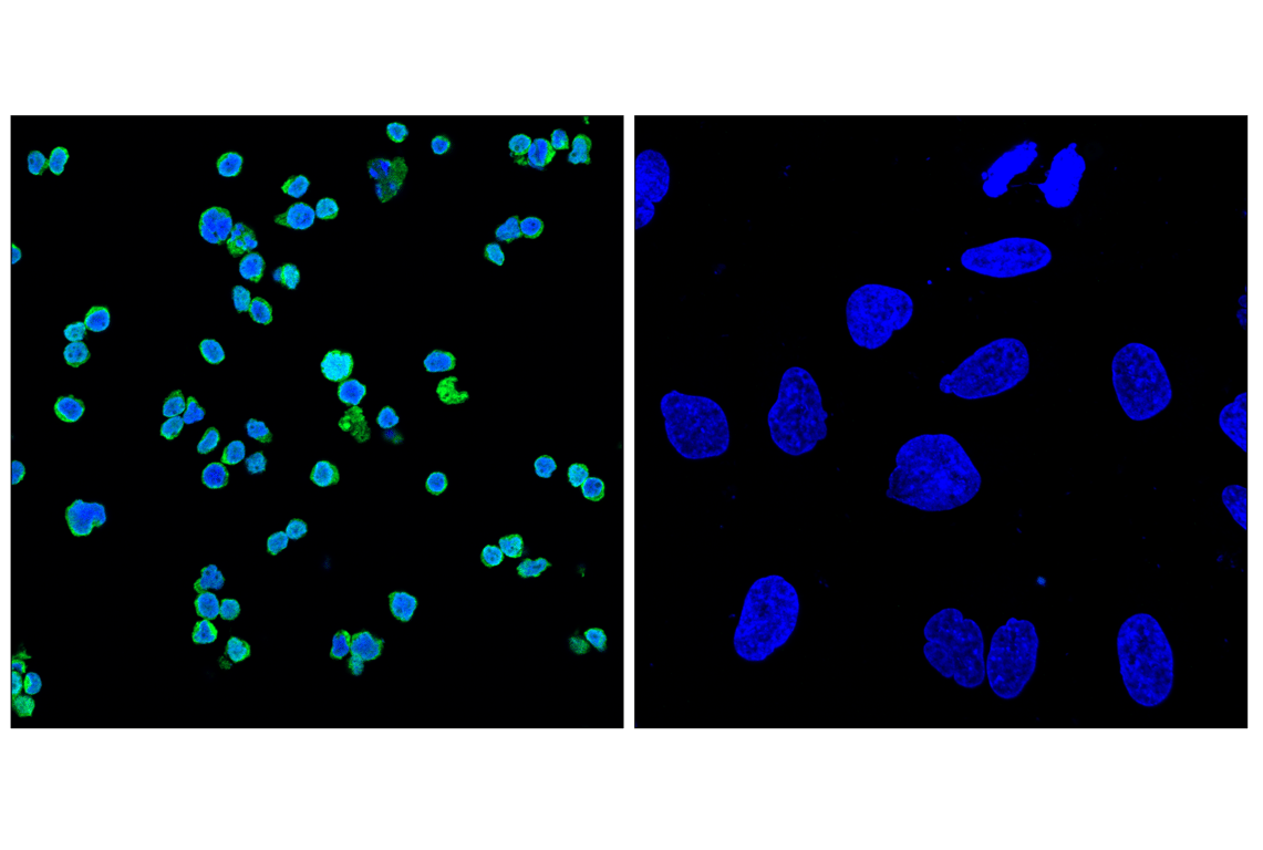 Immunofluorescence Image 1: Myeloperoxidase (E2Z8J) Rabbit Monoclonal Antibody