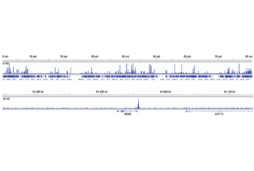 Chromatin Immunoprecipitation Image 2: LEF1 (D6J2W) Rabbit Monoclonal Antibody