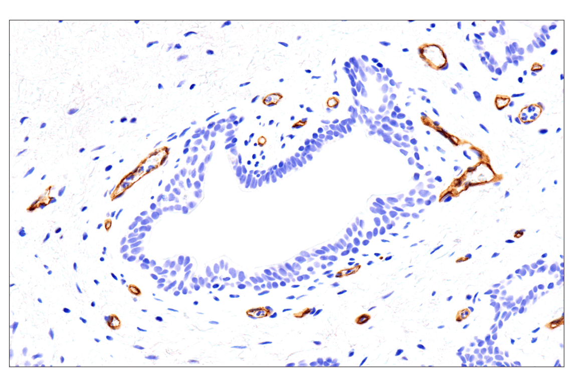 Immunohistochemistry Image 3: EMCN (E3Z4D) Rabbit Monoclonal Antibody