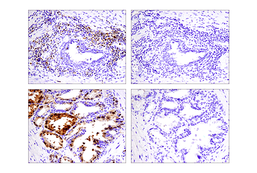 Immunohistochemistry Image 5: IRF-5 (E7F9W) Rabbit Monoclonal Antibody (BSA and Azide Free)