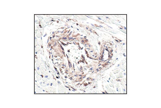 Immunohistochemistry Image 1: beta-Actin (13E5) Rabbit Monoclonal Antibody