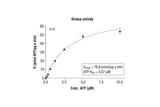 undefined Image 4: HTScan<sup>®</sup> EphB3 Kinase Assay Kit