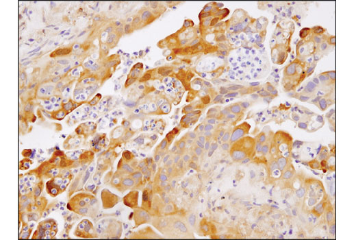 Immunohistochemistry Image 3: RelB (D7D7W) Rabbit Monoclonal Antibody (BSA and Azide Free)