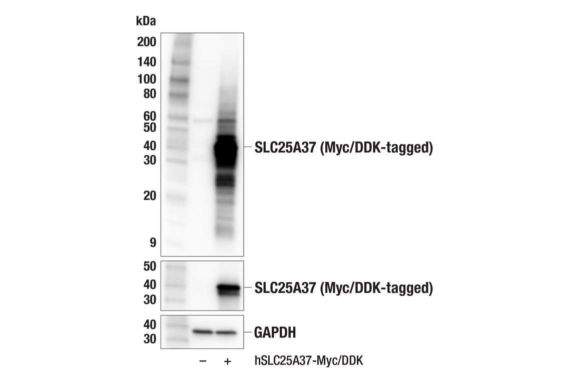 Western Blotting Image 2: SLC25A37 (F6W1R) Rabbit Monoclonal Antibody