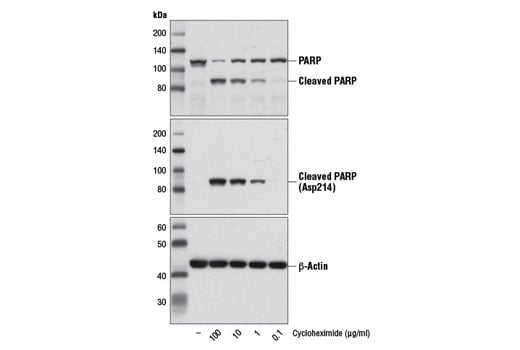 undefined Image 2: Cycloheximide