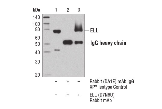 Immunoprecipitation Image 1: ELL (D7N6U) Rabbit Monoclonal Antibody