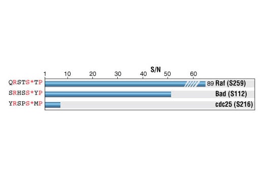 E Image 1: Phospho-(Ser) 14-3-3 Binding Motif Antibody